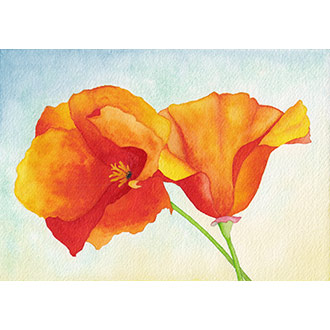 Aquarelle fleurs, pavot orange, pavot de Californie, serie Pavots Arc en Ciel, CatMat, Catherine Mathon
